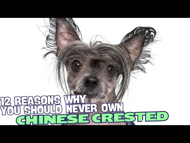 Video thumbnail for 12 Reasons Why You Should Never Own a Chinese Crested Dog🐾