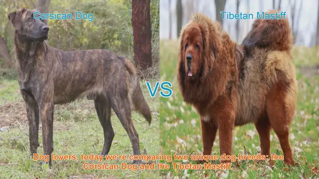 Video thumbnail for Corsican Dog vs. Tibetan Mastiff: A Breed Comparison