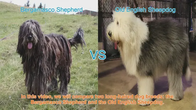 Video thumbnail for Bergamasco Shepherd vs. Old English Sheepdog: A Comparison