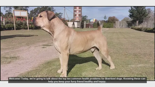 Video thumbnail for Top 10 Common Health Problems in Boerboel Dogs