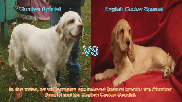 Video thumbnail for Clumber Spaniel vs. English Cocker Spaniel: A Breed Comparison