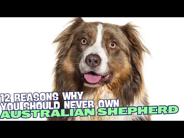 Video thumbnail for 12 Reasons Why You Should Never Own an Australian Shepherd🐾