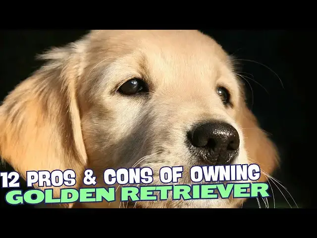 Video thumbnail for 12 Pros & Cons of Owning a Golden Retriever🐾