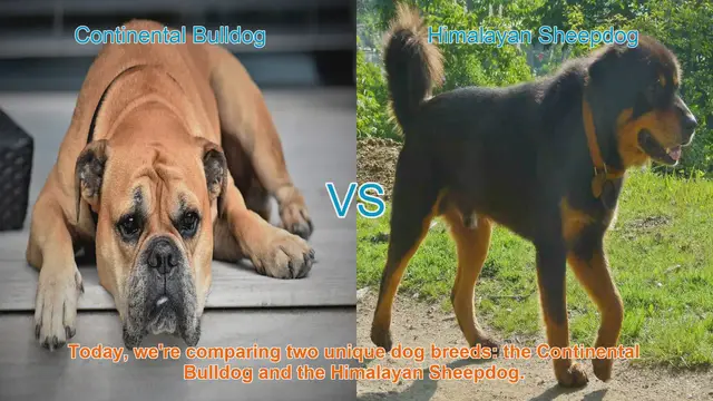 Video thumbnail for Comparing Continental Bulldog and Himalayan Sheepdog: Origins, Physical Traits, and Temperament
