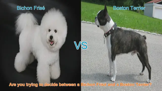 Video thumbnail for Bichon Frisé vs. Boston Terrier: Choosing the Perfect Dog Companion