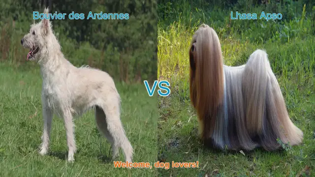 Video thumbnail for Bouvier des Ardennes vs. Lhasa Apso: A Comprehensive Comparison