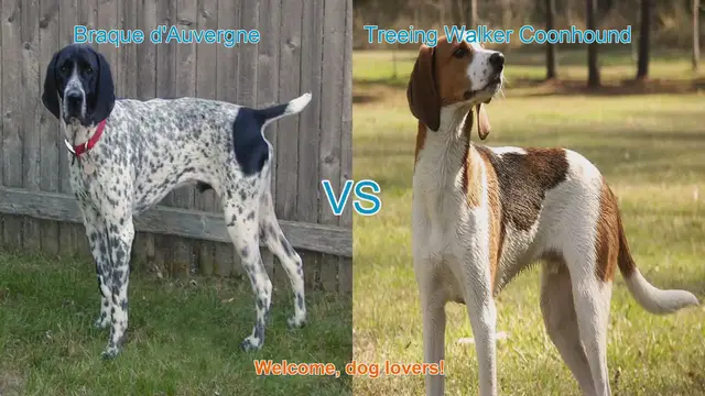 Video thumbnail for Braque d'Auvergne vs. Treeing Walker Coonhound: A Comprehensive Comparison