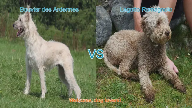 Video thumbnail for Bouvier des Ardennes vs. Lagotto Romagnolo: A Comprehensive Breed Comparison