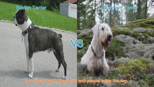 Video thumbnail for Boston Terrier vs. Sealyham Terrier: A Comparison of Two Charming Dog Breeds