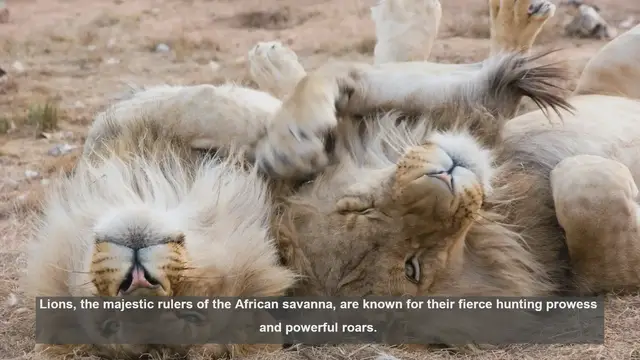 Video thumbnail for 10 Surprising Facts About How Lions Care for Injured Pride Members