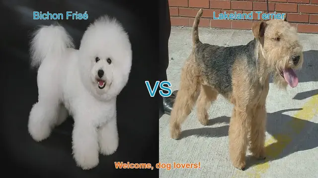 Video thumbnail for Bichon Frisé vs. Lakeland Terrier: A Comparison of Delightful Dog Breeds