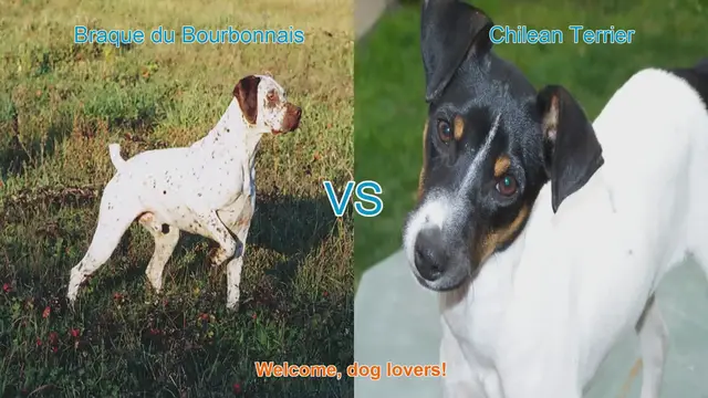 Video thumbnail for Braque du Bourbonnais vs. Chilean Terrier: A Comparison of Unique Dog Breeds