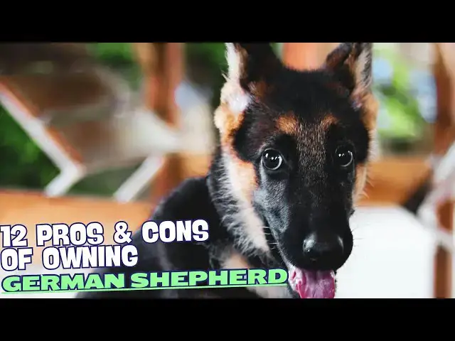 Video thumbnail for 12 Pros & Cons of Owning a German Shepherd🐾