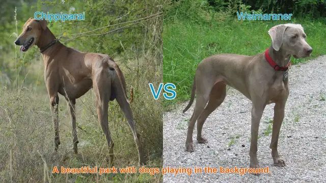Video thumbnail for Chippiparai vs. Weimaraner: A Comprehensive Breed Comparison