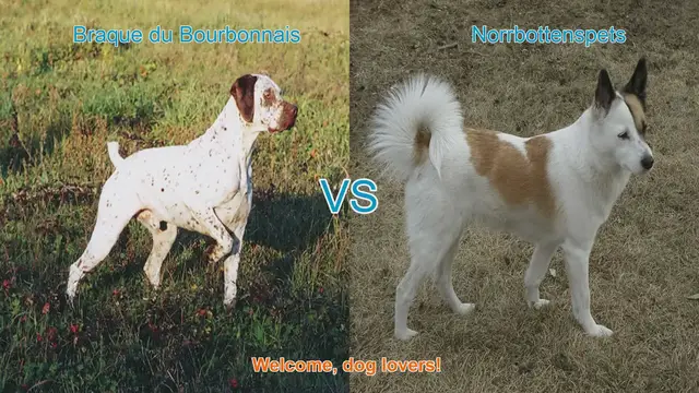 Video thumbnail for Braque du Bourbonnais vs. Norrbottenspets: A Comprehensive Comparison