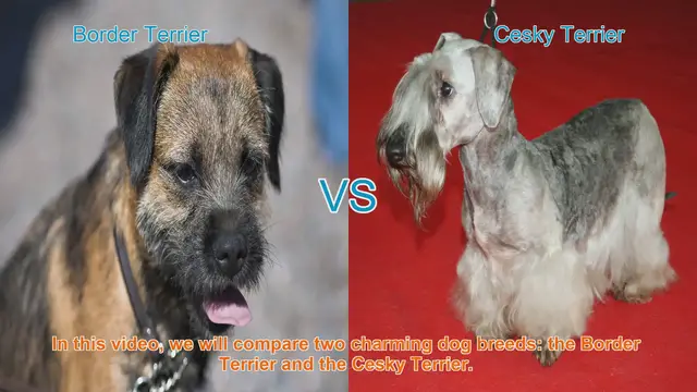 Video thumbnail for Border Terrier vs. Cesky Terrier: A Comparison of Charming Dog Breeds