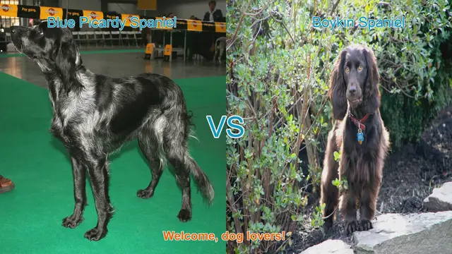 Video thumbnail for Blue Picardy Spaniel vs. Boykin Spaniel: A Comprehensive Comparison