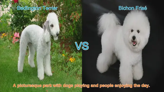 Video thumbnail for Bedlington Terrier vs. Bichon Frisé: A Comparison of Two Charming Dog Breeds