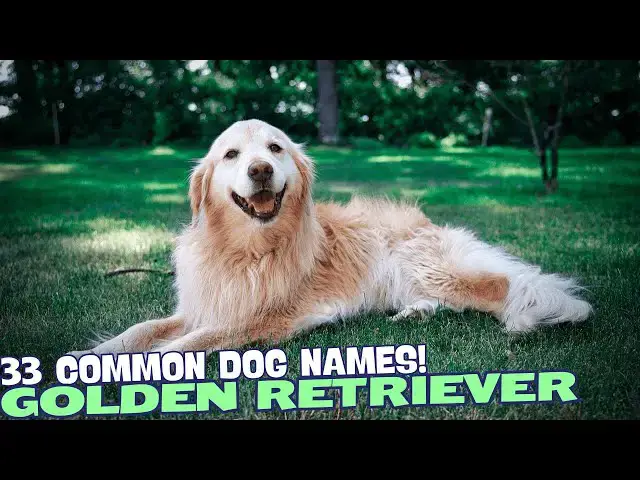 Video thumbnail for 33 Common Golden Retriever Names🐾