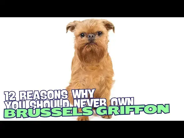Video thumbnail for 12 Reasons Why You Should Never Own a Brussels Griffon 🐾