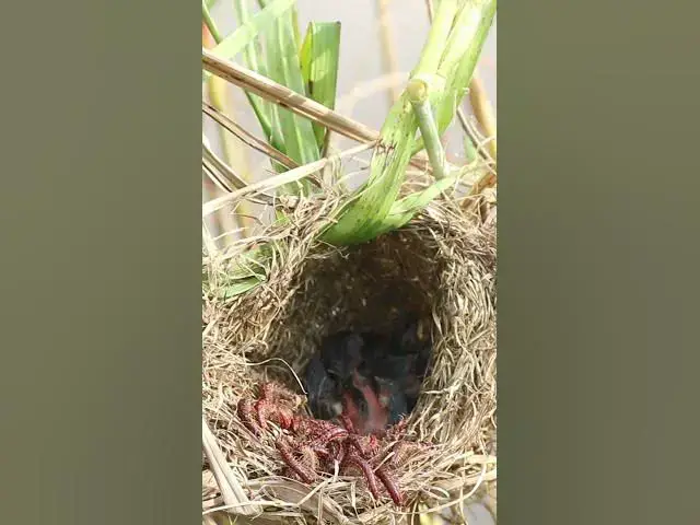 Video thumbnail for Babies Bird Eat Worm AP001  #birds #birdfeedingstation #babybird #ebirds #birdeating #shorts #short