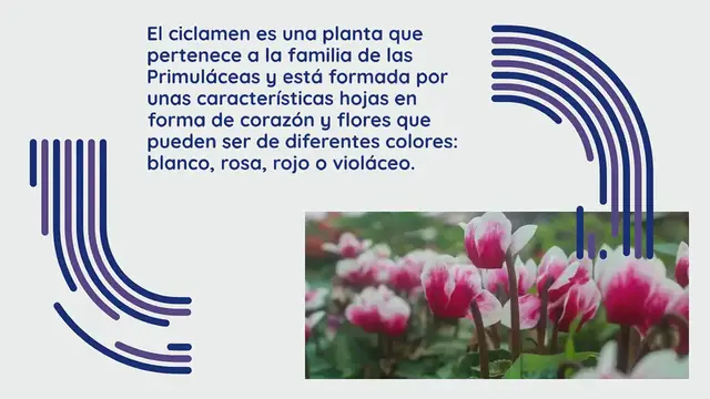 Video thumbnail for Si tu ciclamen tiene estas “bolitas”, esto es lo que significa