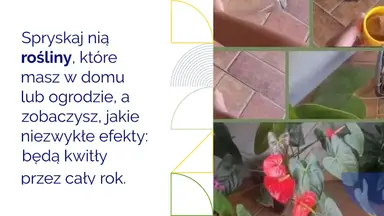 'Video thumbnail for Posyp nim rośliny, które masz w domu lub ogrodzie: będą kwitły przez cały rok'