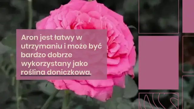 Video thumbnail for Oto jak dbać o biały arum, aby kwitł, perfumował dom i nigdy nie znikał