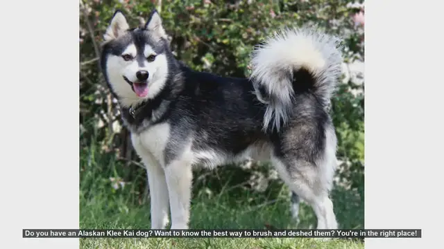 Video thumbnail for How to Brush and Deshed Your Alaskan Klee Kai: Expert Tips
