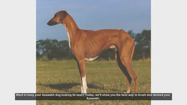 Video thumbnail for How to Brush and Deshed Your Azawakh: Essential Grooming Tips