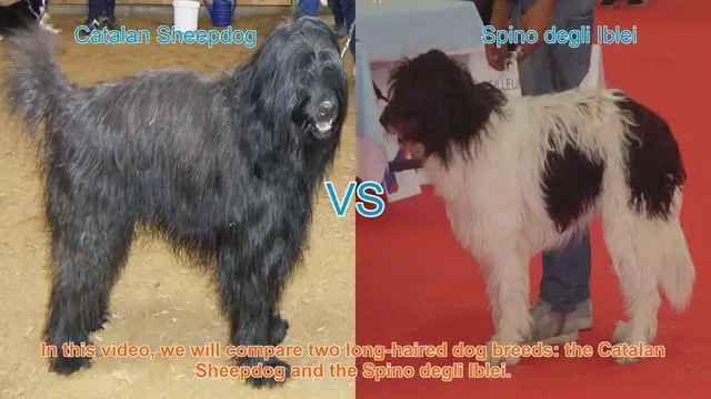 Video thumbnail for Catalan Sheepdog vs. Spino degli Iblei: A Breed Comparison