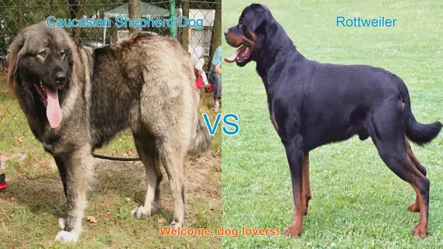 Video thumbnail for Caucasian Shepherd Dog vs. Rottweiler: A Comparison of Two Powerful Breeds