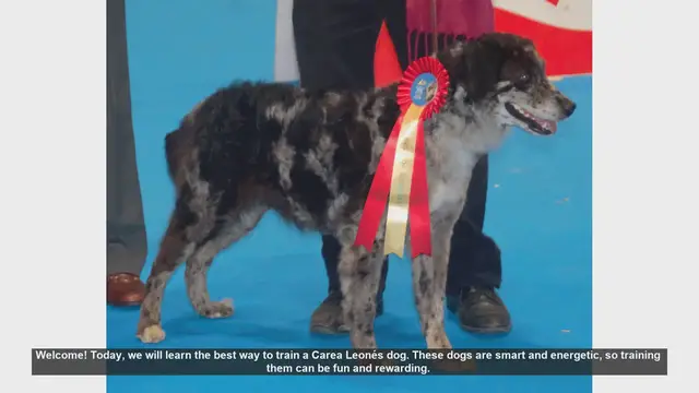 Video thumbnail for How to Train Your Carea Leonés Dog: Tips and Techniques