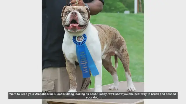 Video thumbnail for How to Brush and Deshed Your Alapaha Blue Blood Bulldog
