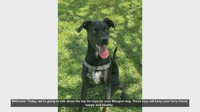 Video thumbnail for Top 10 Toys to Keep Your Mongrel Dog Happy and Healthy