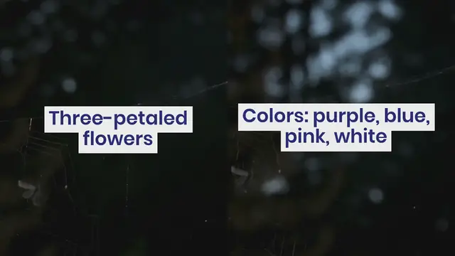 Video thumbnail for How to Grow Spiderwort