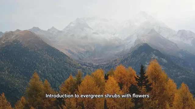 Video thumbnail for Evergreen Shrubs with Flowers