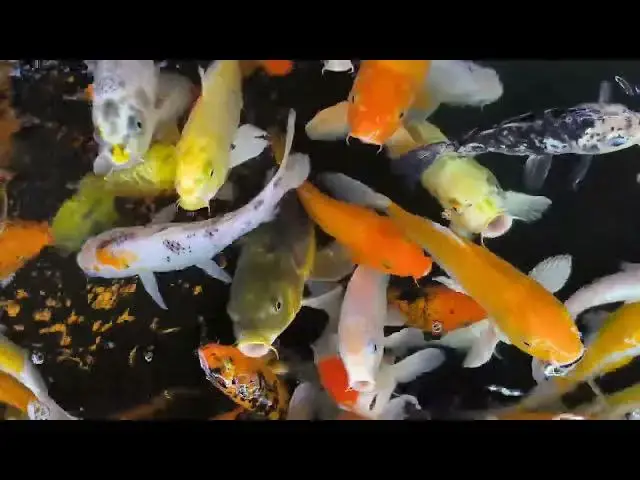 Video thumbnail for Treating External Parasites in Koi Fish: A Comprehensive Guide