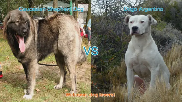Video thumbnail for Caucasian Shepherd Dog vs. Dogo Argentino: A Comprehensive Breed Comparison