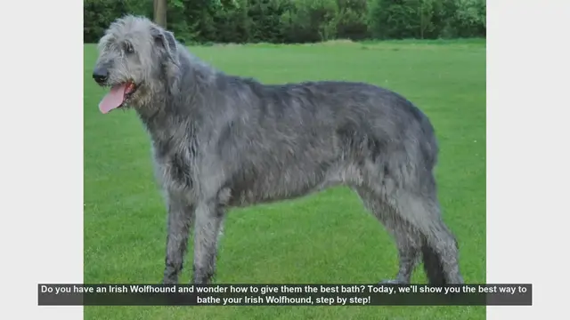 Video thumbnail for How to Bathe Your Irish Wolfhound: Step-by-Step Guide