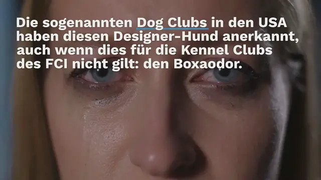 Video thumbnail for Boxador: Labrador-Boxer-Mix im Rassen-Porträt (mit Bildern)