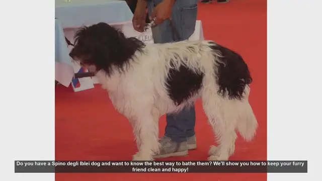 Video thumbnail for How to Bathe Your Spino degli Iblei Dog: Step-by-Step Guide