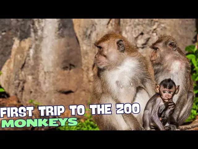 Video thumbnail for 🐵 Adorable, Curious, and Playful Monkeys in the Zoo! 🏞️