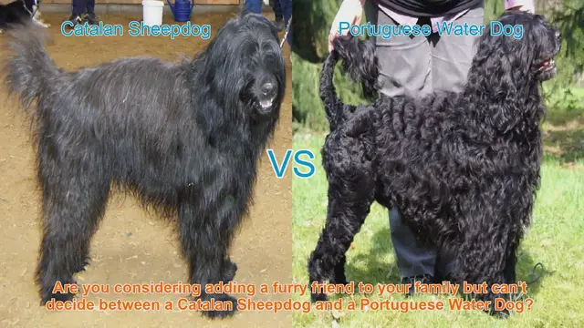 Video thumbnail for Catalan Sheepdog vs. Portuguese Water Dog: A Comprehensive Comparison