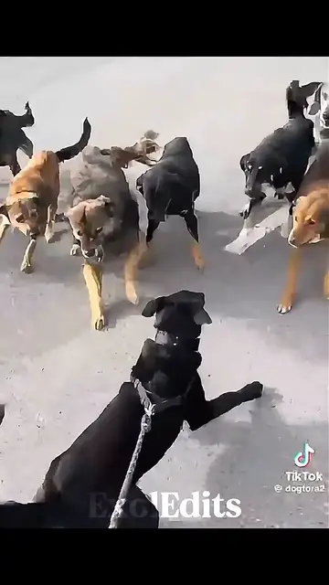 'Video thumbnail for Dog Protection ☠️☠️'