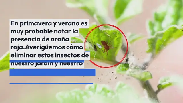Video thumbnail for Adiós a los ácaros rojos de las plantas y los alféizares de las ventanas: solo este ingrediente en la cocina.