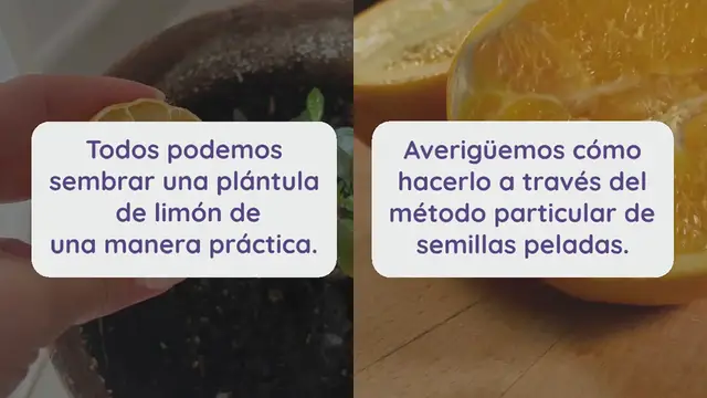 Video thumbnail for Tendrás una hermosa plántula de limón en 30 días: la técnica de la semilla pelada