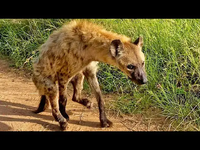 Video thumbnail for How Hyenas Live After A Lion Attack