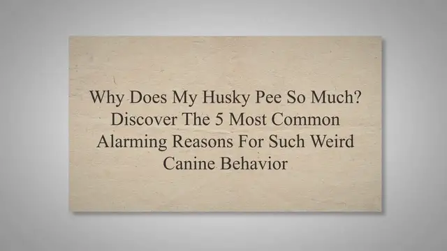 'Video thumbnail for Why Does My Husky Pee So Much? Discover The 5 Most Common Alarming Reasons For Such Weird Canine Behavior'