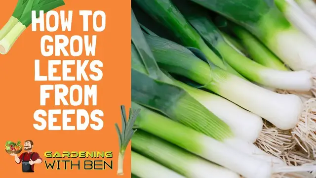 'Video thumbnail for ✅ Growing Leeks from Seeds 🌱🧅 | Top Tips & Tricks for a Big, Healthy Harvest 🌿✨'